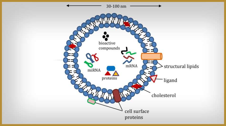 D-CELL BIOTECH